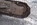 CAT 320, 323D, Excavator, Track Excavator, Crawler Excavator, Hydraulic Excavator